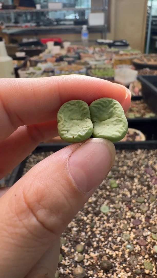 7-340多肉植物肉锥