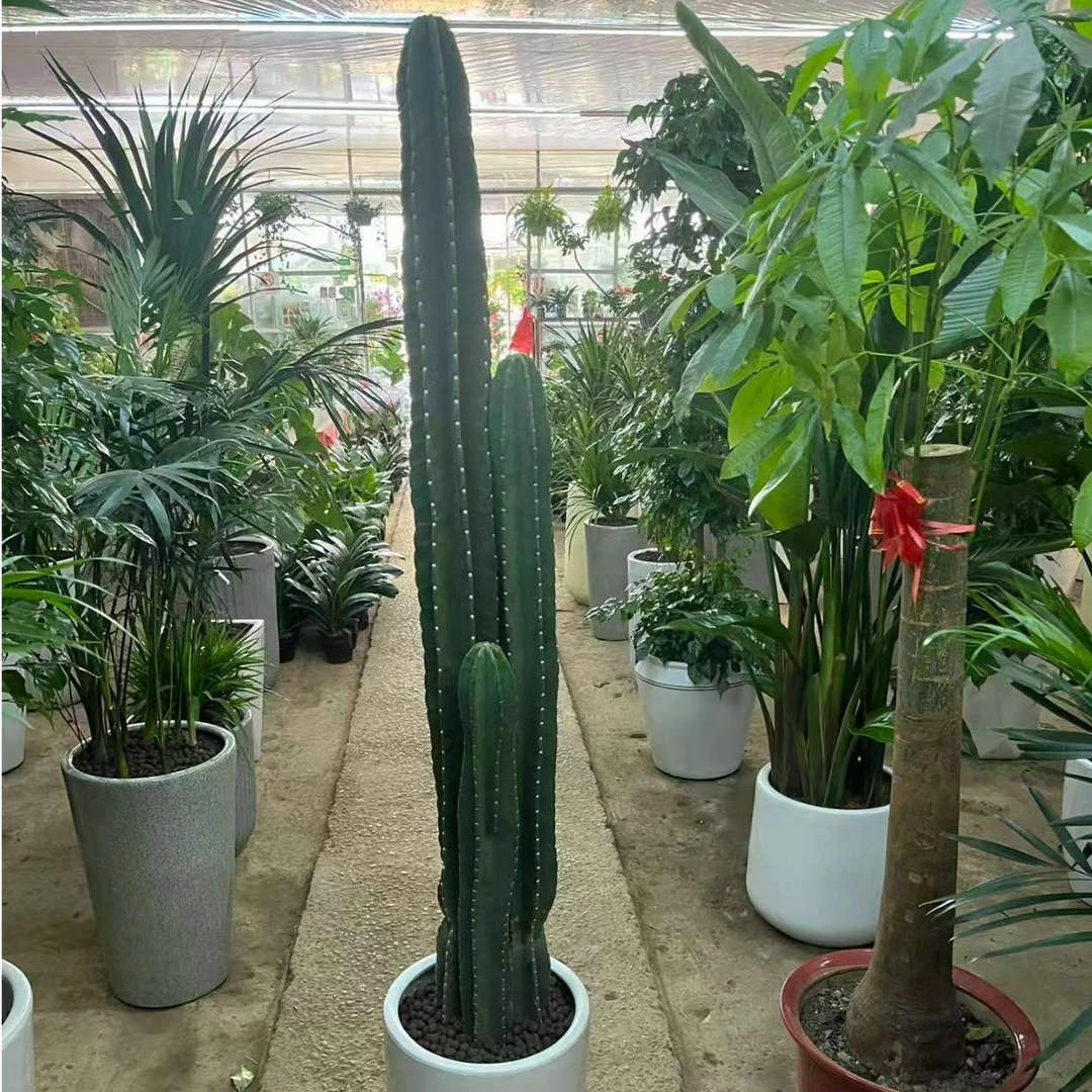 量天尺盆栽仙人柱龙凤柱仙人掌北欧客厅办公室绿植防辐射多肉植物