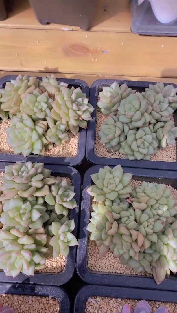 97-大母本象牙群生脱土发（量拍）