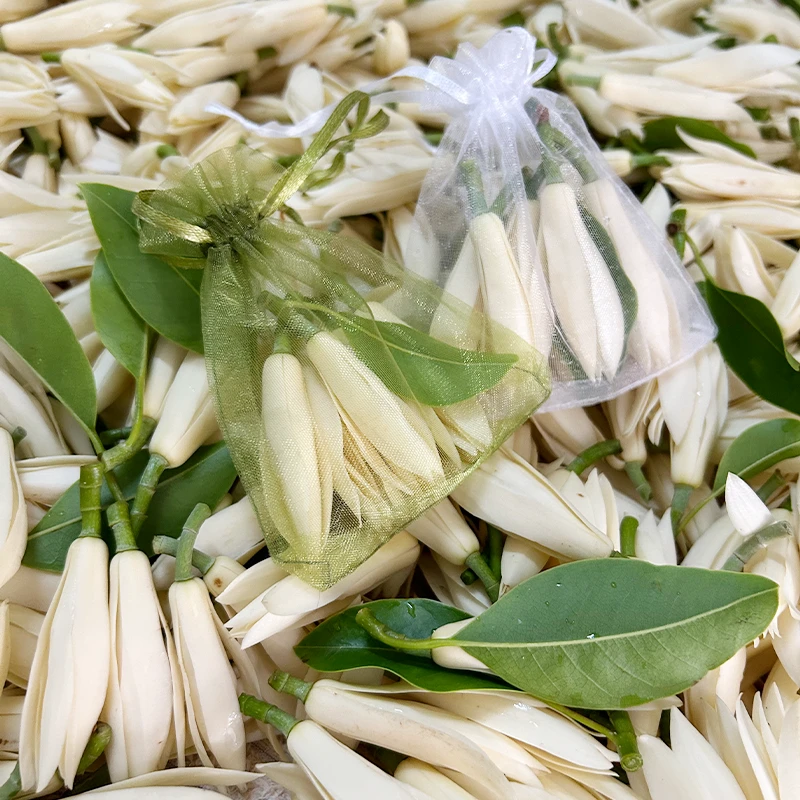 新鲜白玉兰花朵顺丰包邮广西特产当天采摘浓郁花香佩戴新鲜白兰花