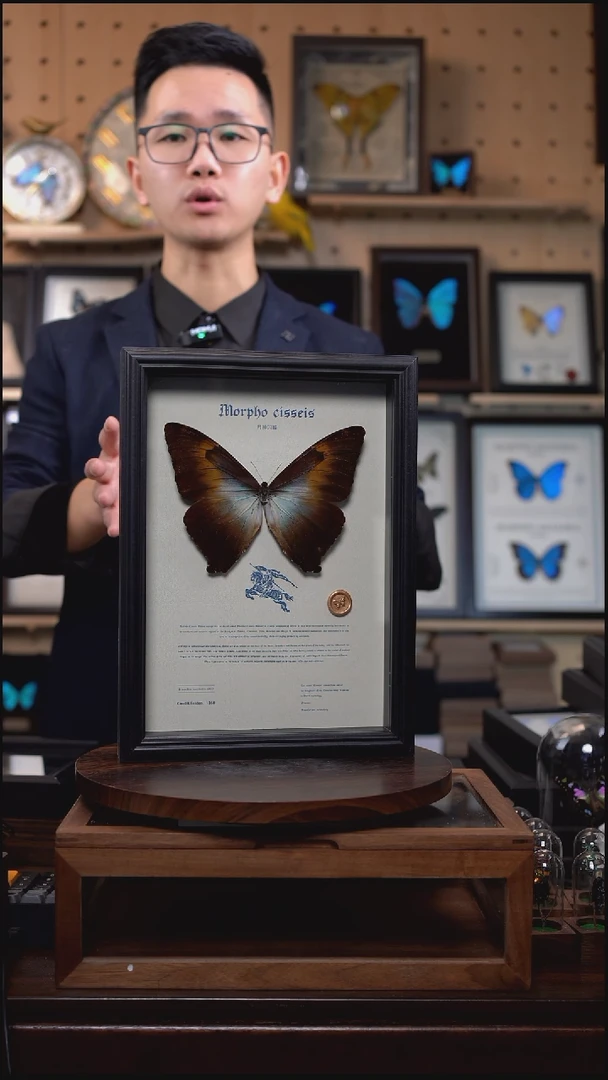 蝴蝶标本摆件竞拍月神闪蝶g亚f138