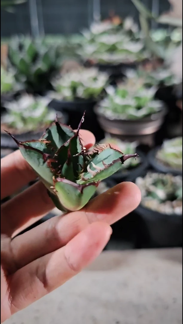 【绿肌籽播实生】顶芽 (直播竞拍 一分钟后结束 基因保证非组培)