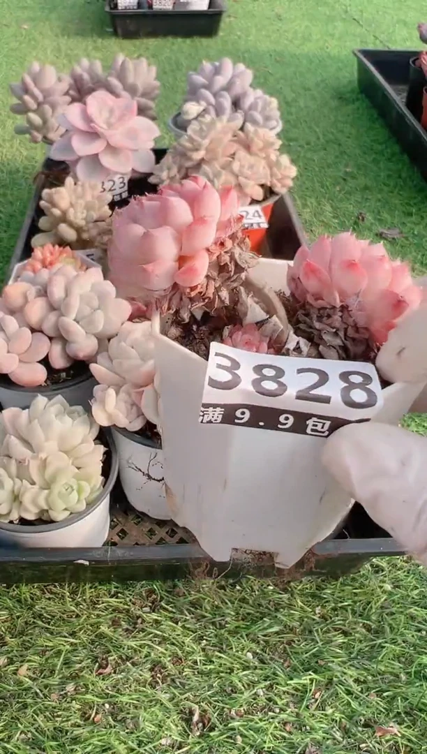 【闪购商品】信福多肉一物一拍