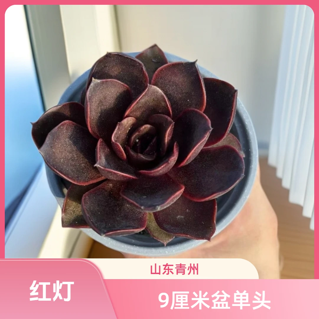 精品 红灯9厘米盆老桩多肉