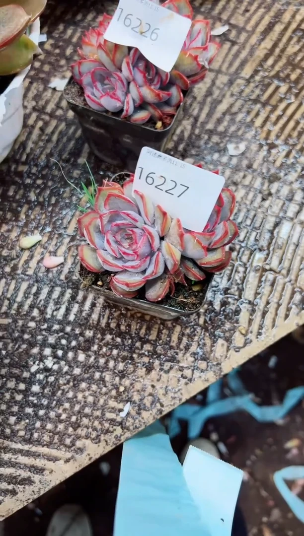 ✨****️阿迷洲多肉花16227