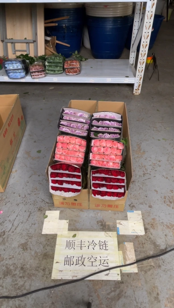 高原红20枝+戴安娜20枝+海洋之歌20枝