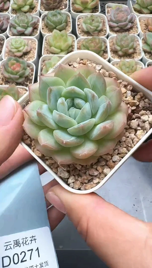 270D云禹多肉植物 带盆土纸巾打包 3颗包邮