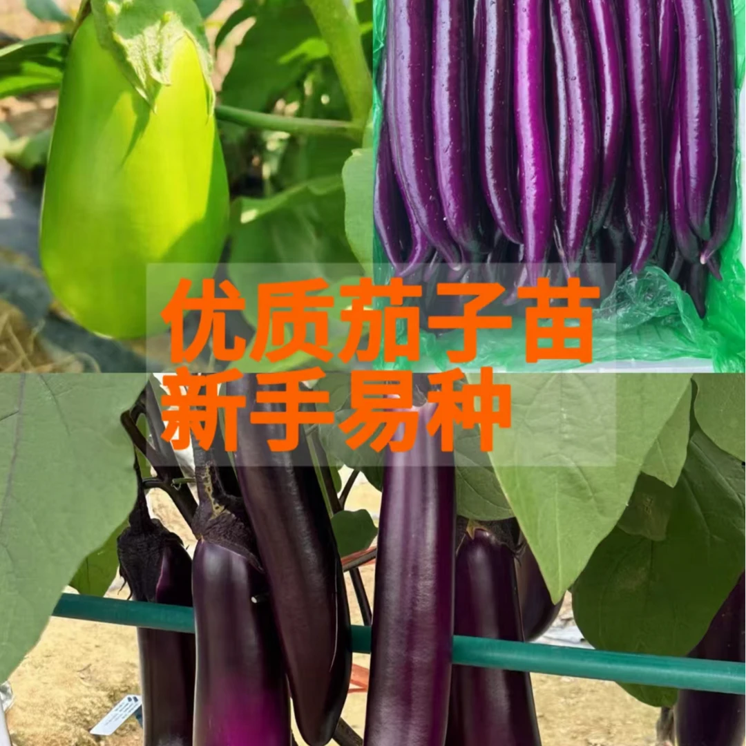 高产茄子苗紫长茄苗青茄苗长线茄苗大棚种植产量高