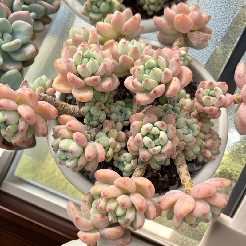 香香罗琦多肉植物