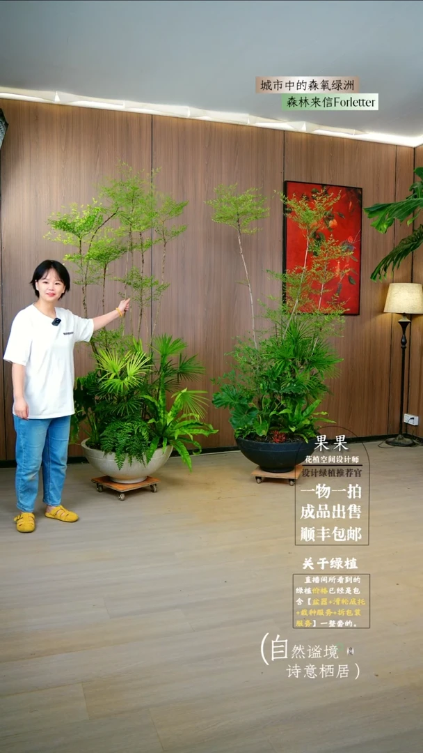 不开花植物伊****厅杂木风-火焰南天竹成品一整套