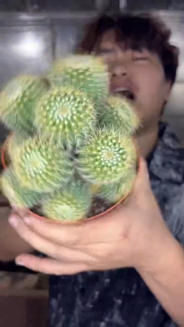 金冠群生【带根】11-15cm