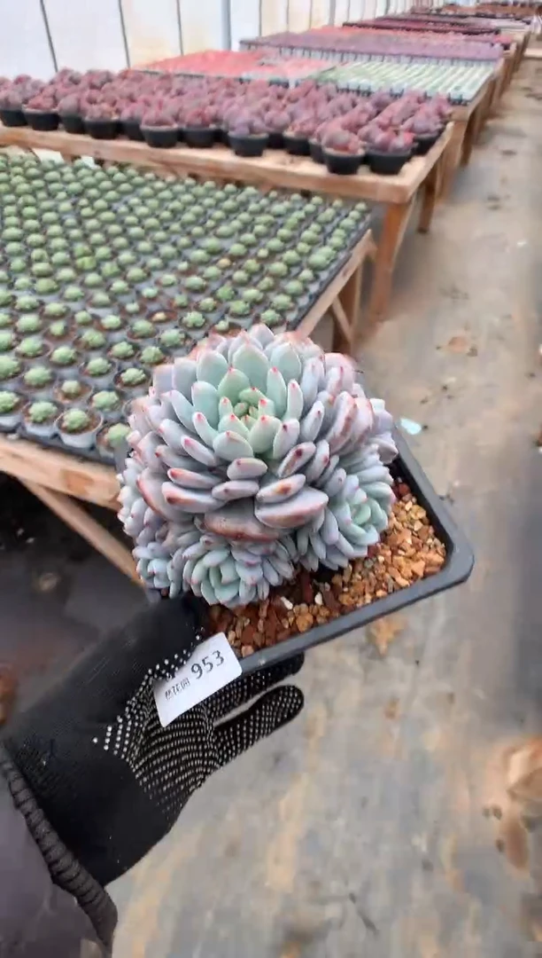 953星星橙多肉植物一物一拍