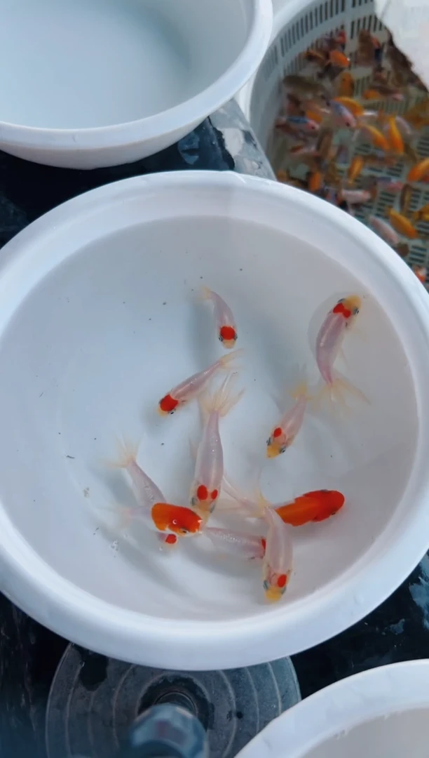 金鱼一物一拍活体金鱼