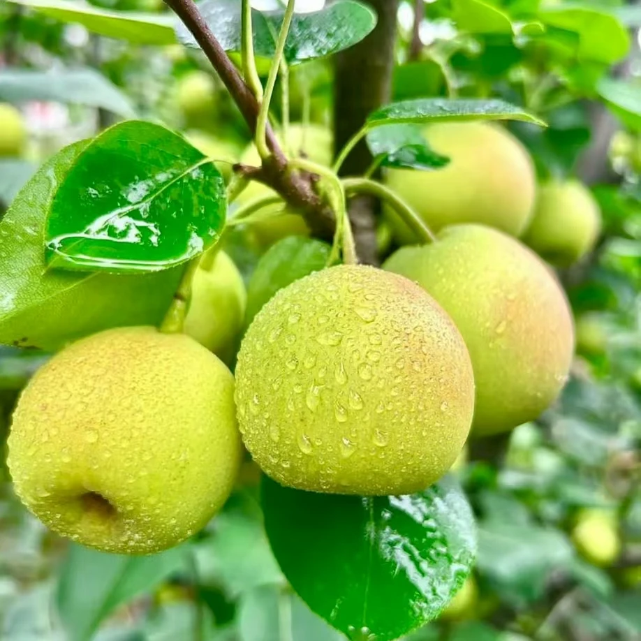4斤【蜂糖梨】脆甜多汁，细腻爽脆，层次丰富（皮微微厚）