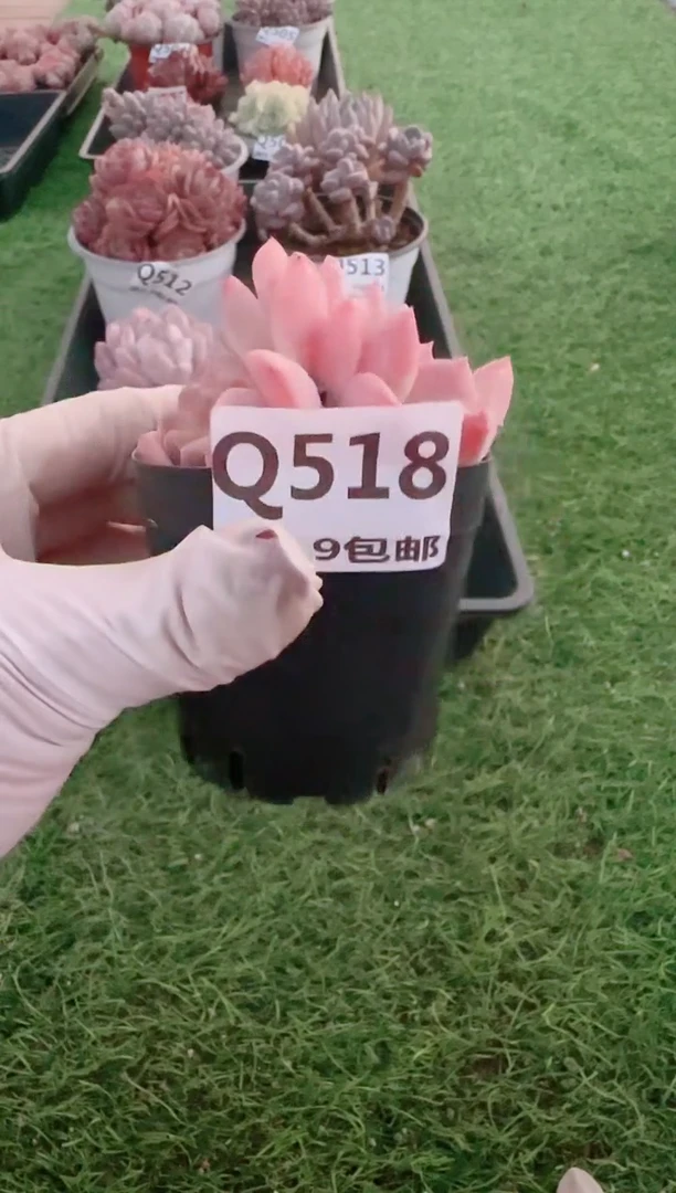 【闪购商品】梦会多肉一物一拍
