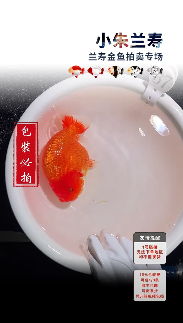 金鱼包装必拍未拍顺丰到付37号