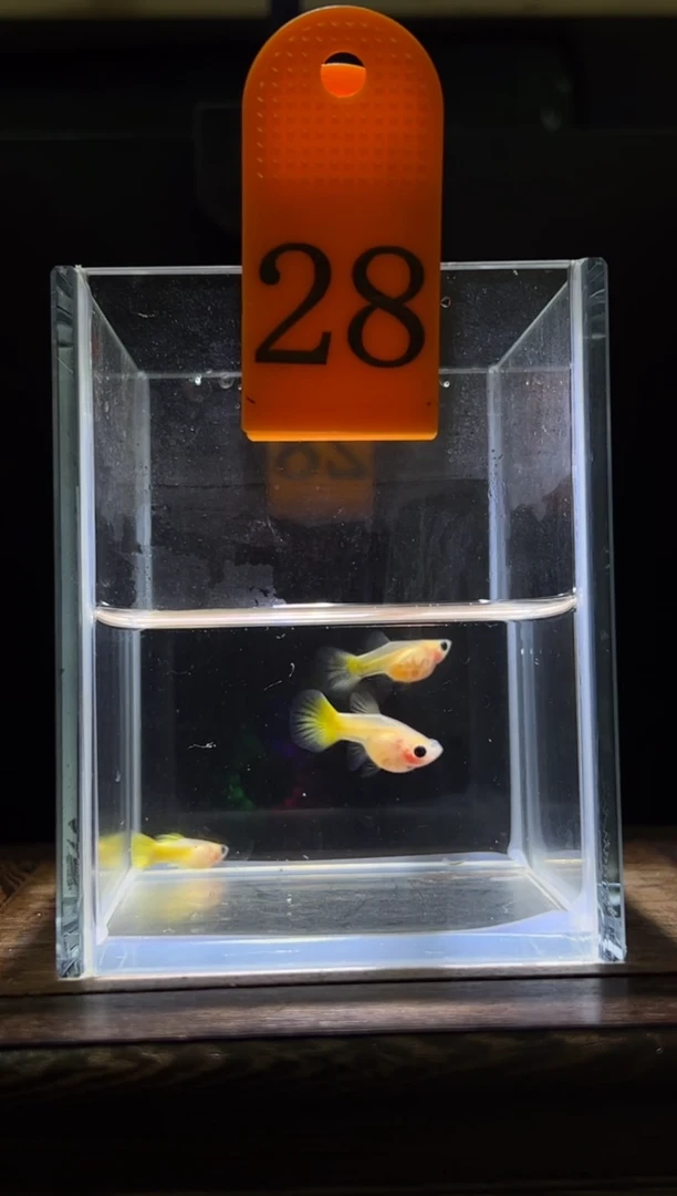 孔雀鱼黄金玻璃普通体28