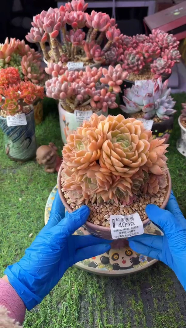 昆明印象多肉4098