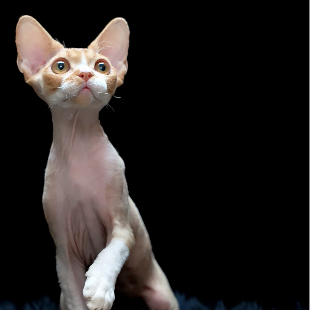 红白德文卷毛猫弟弟