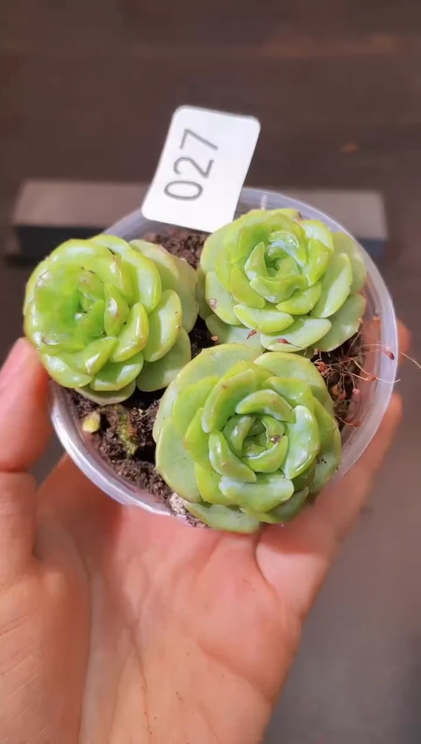 027融晶一物一拍一组