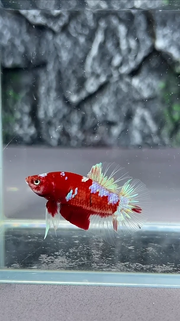 斗鱼竞拍链接A017