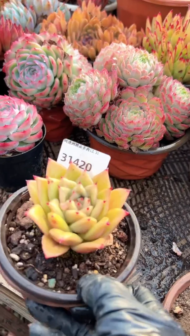 漫**生多肉植物一物一拍31420