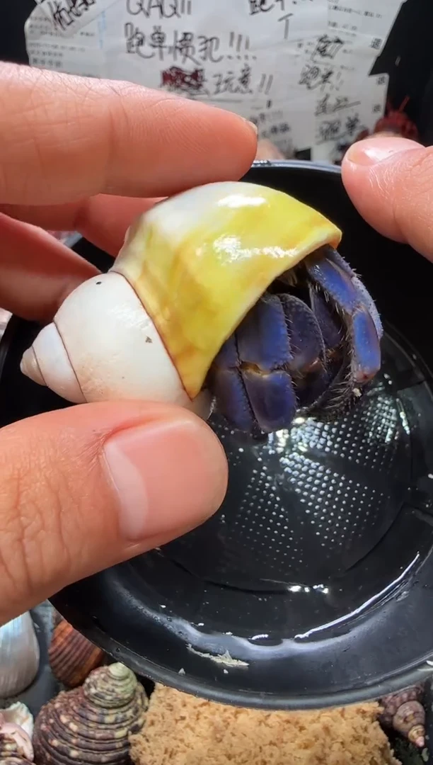 2.6口紫陆一只，不包全品