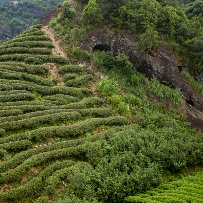 振岳《竹窠肉桂》武夷岩茶 蜜桃香味明显 滋味感十足的高货品鉴