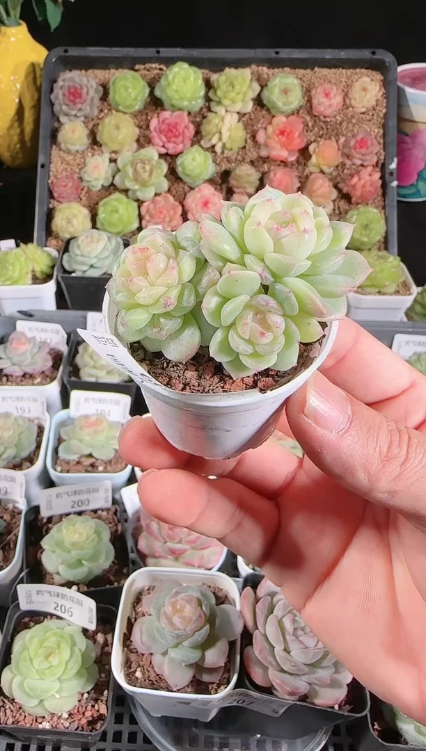 1202-209冰心13多肉群生不包整