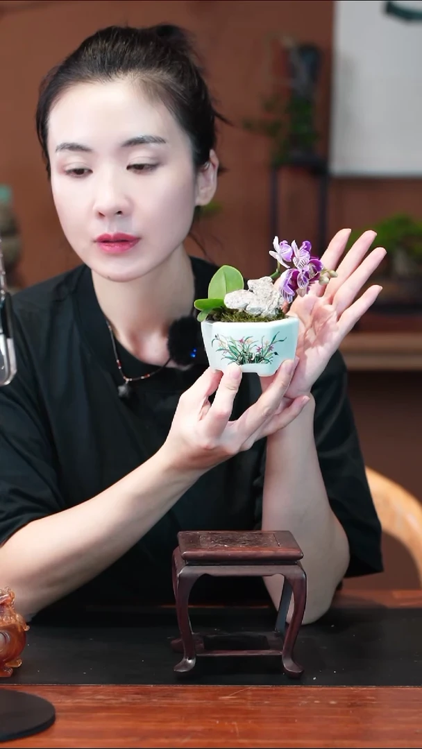 无花朵圆盆兰花蝴蝶兰盆景盆景