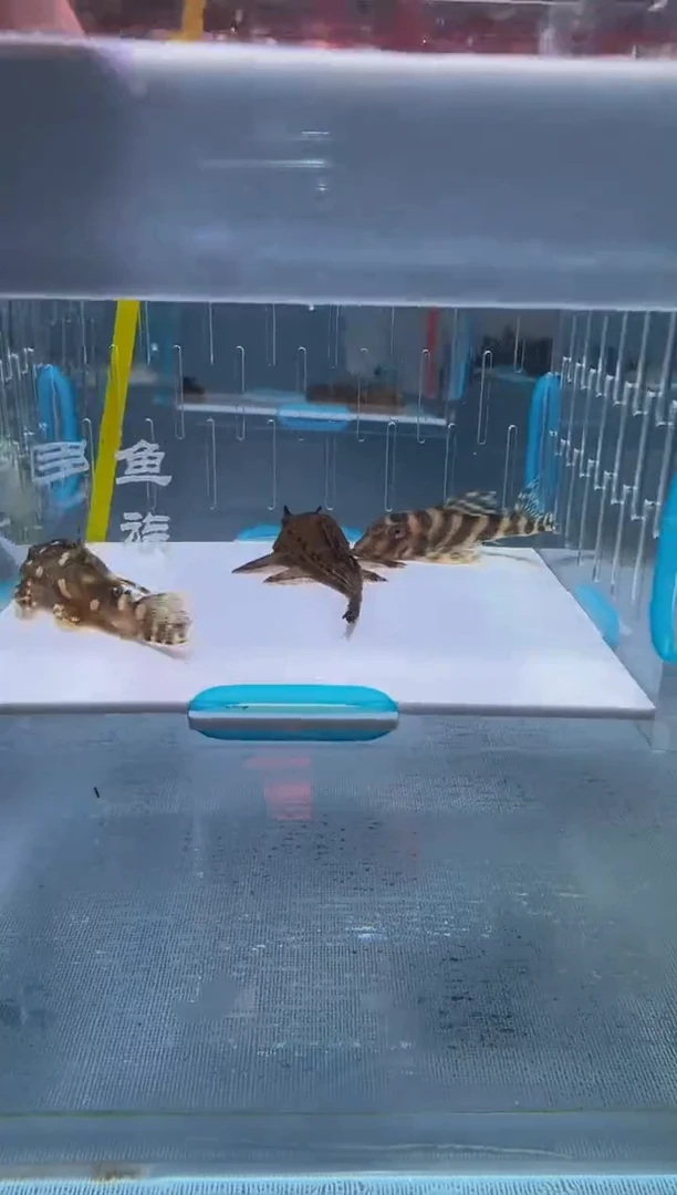 清道夫6.5+入缸不包损24