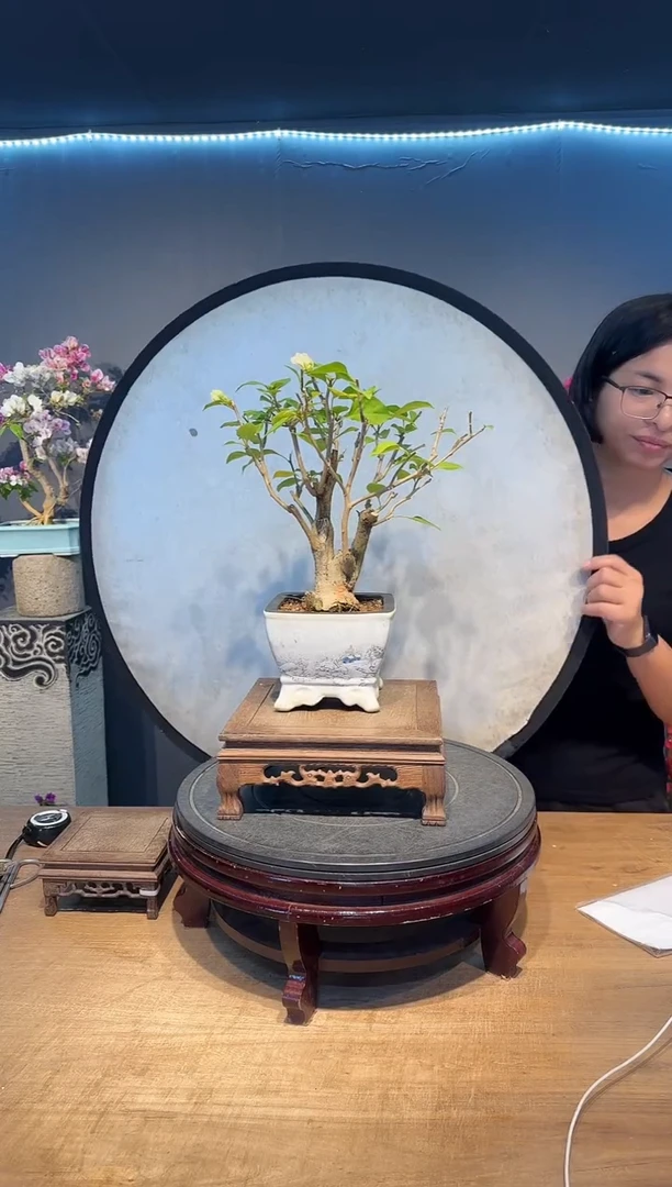 L****-三角梅绿叶樱花