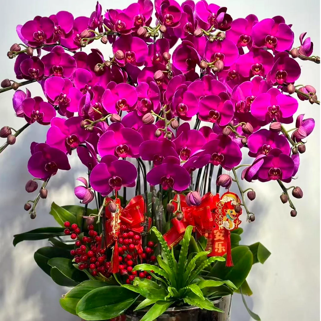 【大辣椒带花组盆】3.5寸杯蝴蝶兰带花剑带花苞盆栽室内客厅装饰