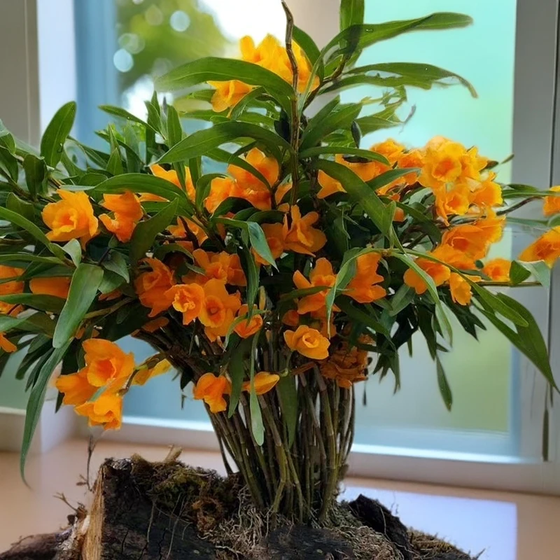 蓓莅四川夹江叠鞘赤水金钗霍山铁皮斛苗盆栽盆景兰洋兰花卉绿植