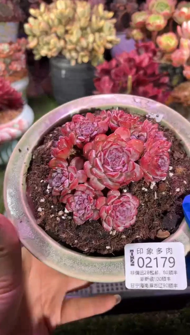 【闪购商品】02179