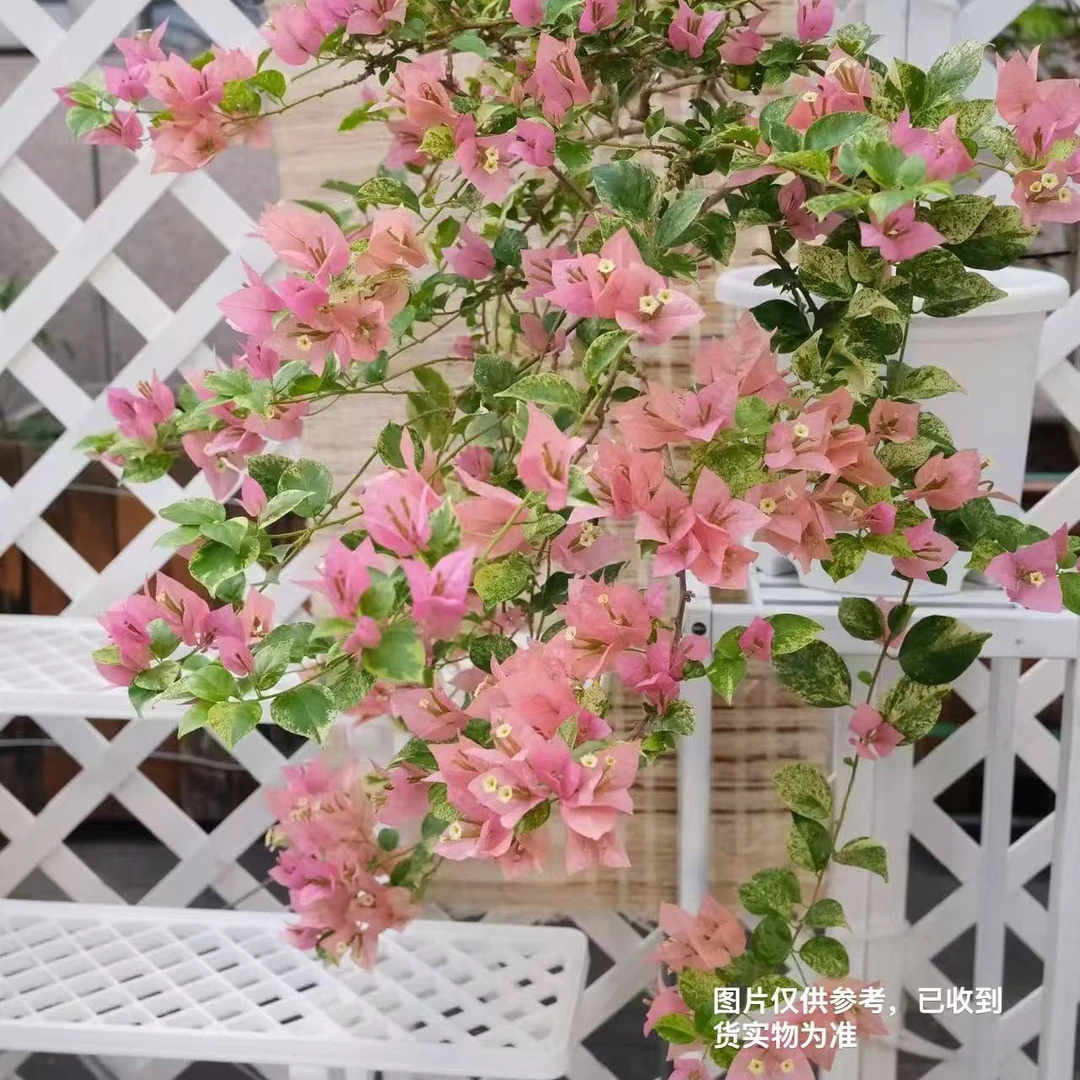 8【斑叶米罗】【包对版】三角梅四季开花爬藤飘枝好养护【无售后】