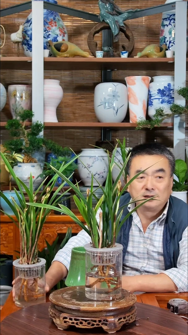 无花朵粉****? 水之韵水培植物    黄金彩虹