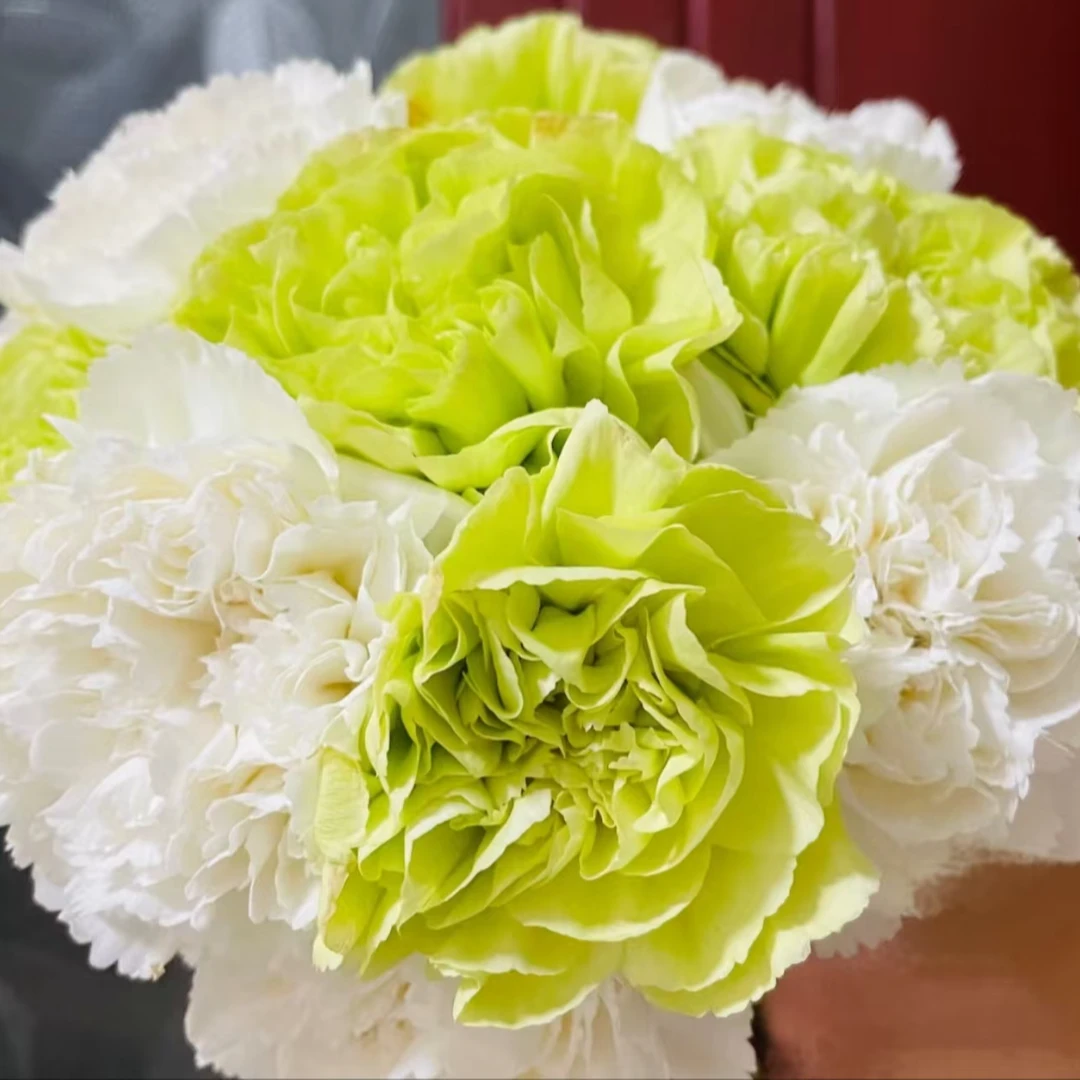 【兄弟】薄荷冰 白+绿色康乃馨