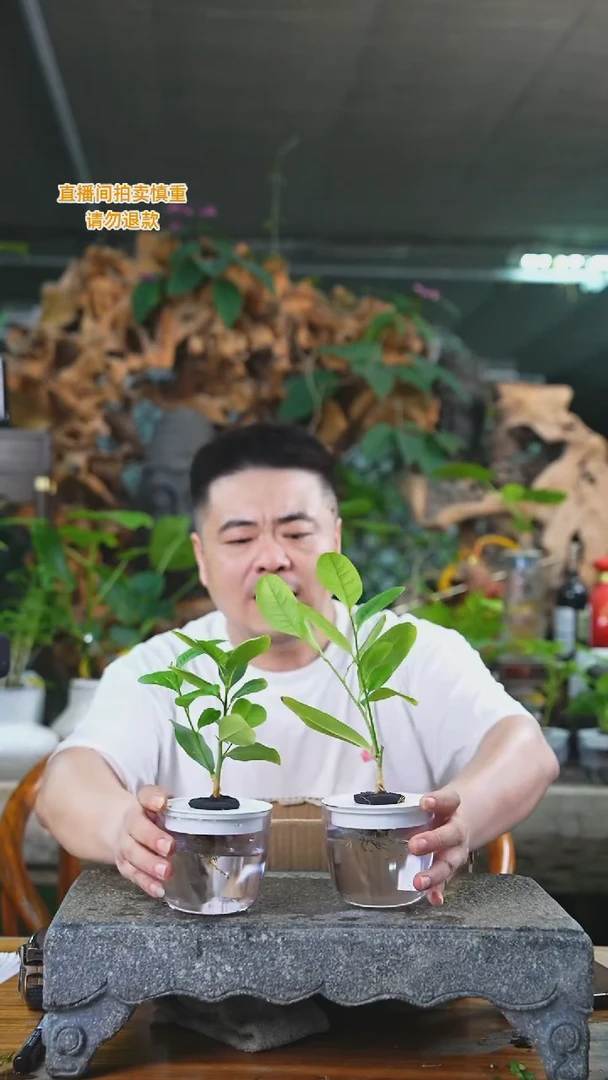 当前无花栽培后可以开花香水柠檬385T