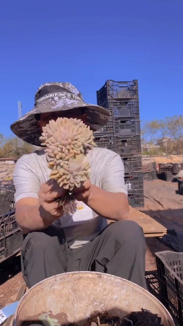 219淡雪缀化一物一拍