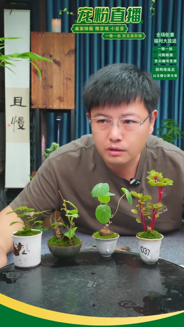 无花朵?****?苔藓微景观037号