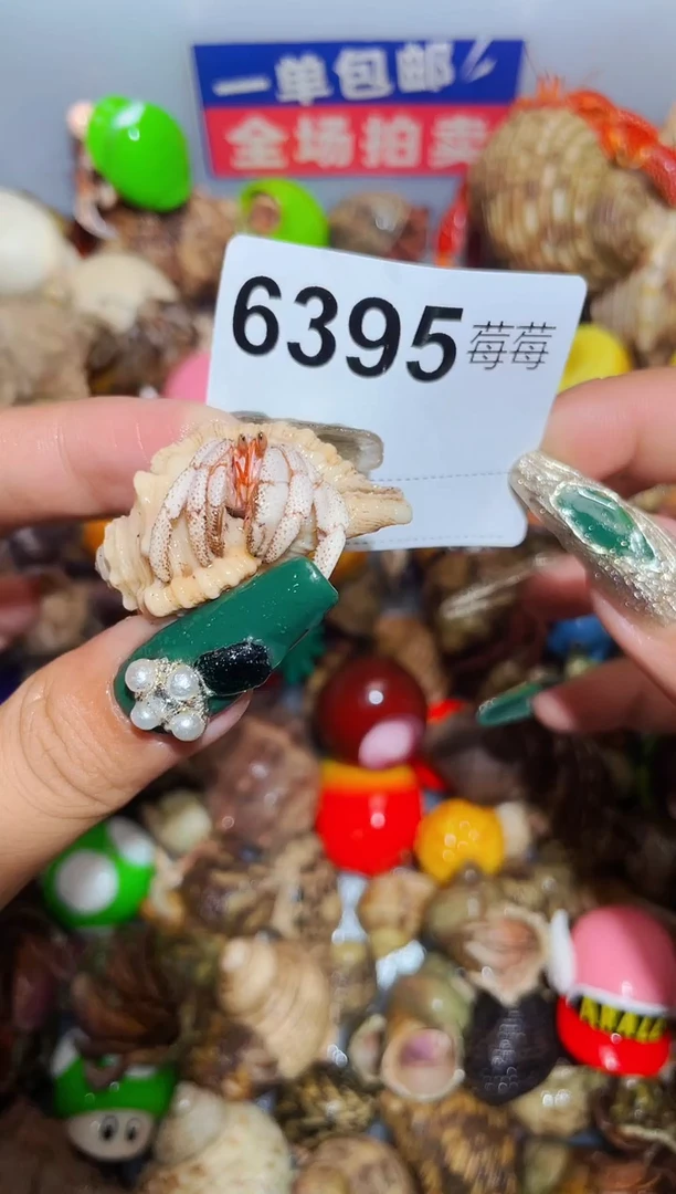 陌派甄选寄居蟹6395，全白马岛1.2口