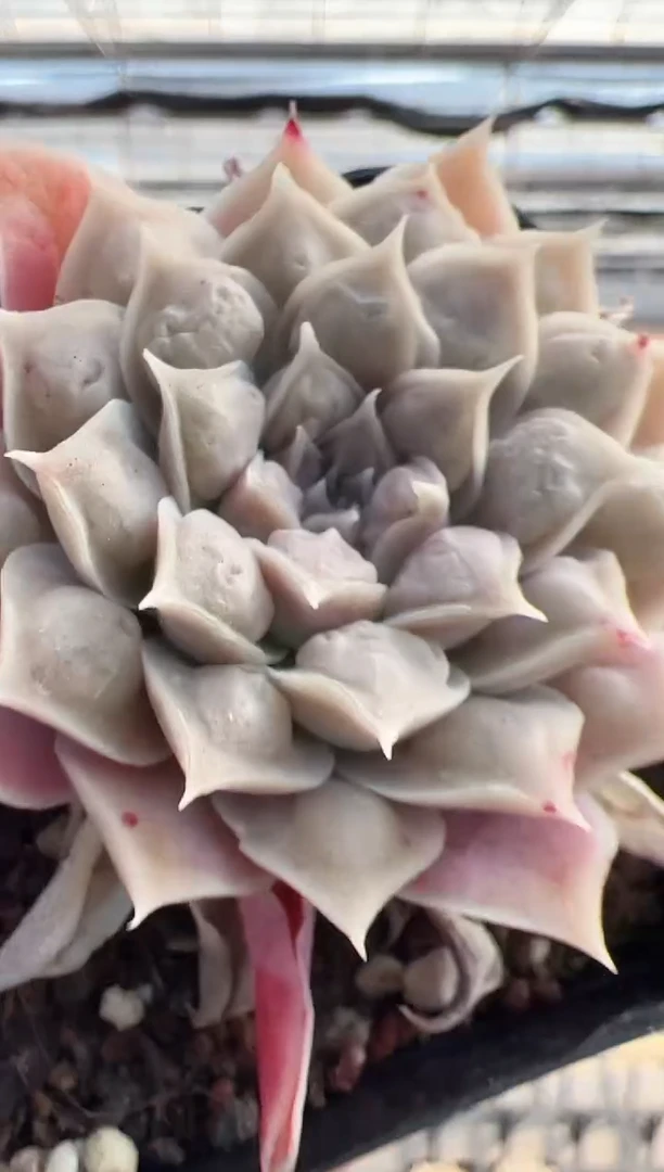 【闪购商品】留财猫-11