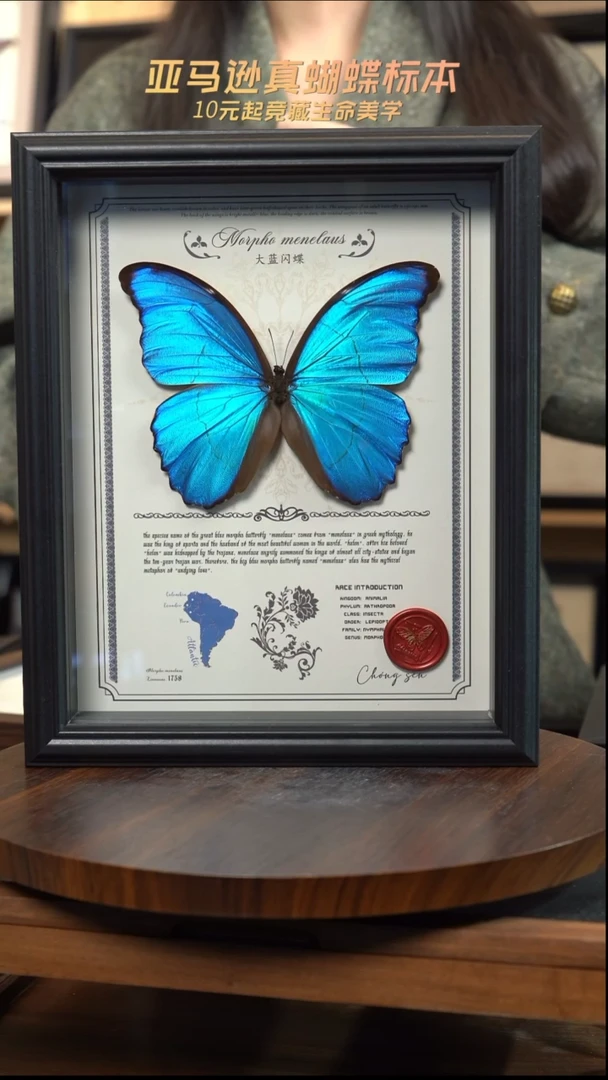 微瑕蝴蝶标本摆件一口价l214