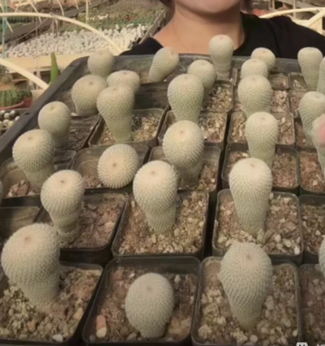 二妹园艺【 1颗  月世界    实生根 】脱土随机发货