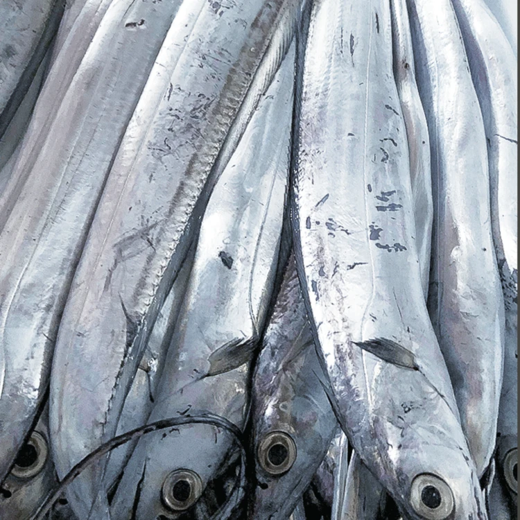 [海货]本港大带鱼