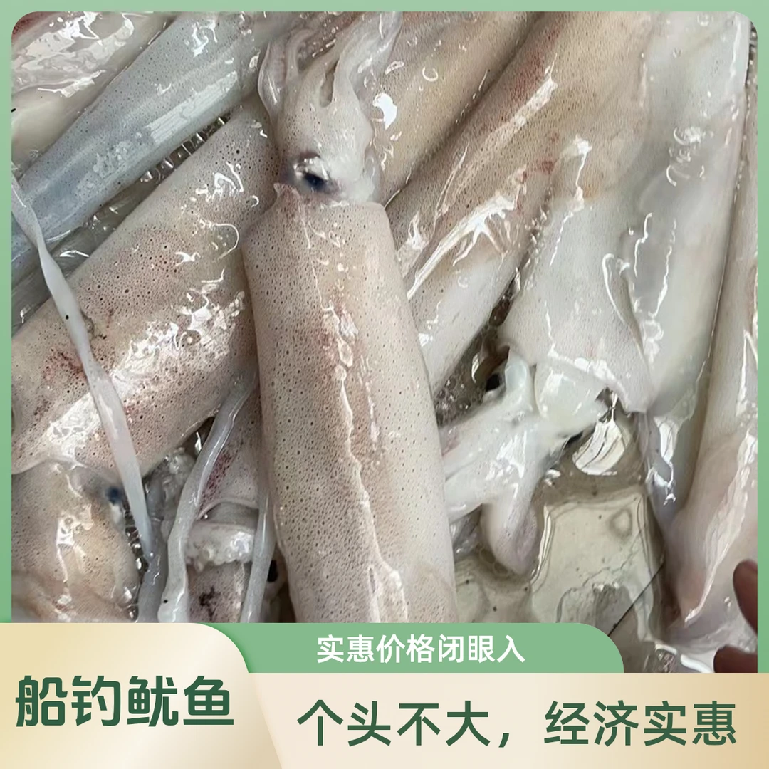 船钓鱿鱼中管（3斤8-10个）  全国包邮  原产地码头直发  顺丰冷链