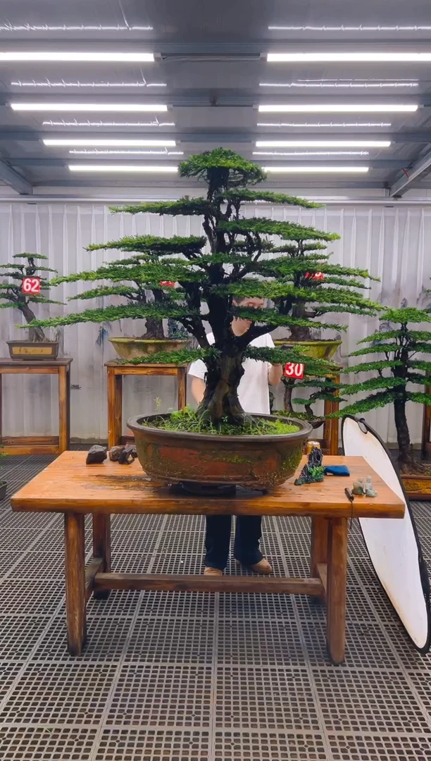 无花朵真****业精品盆景直播间一物一拍