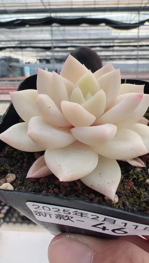 【闪购商品】新款多肉-46