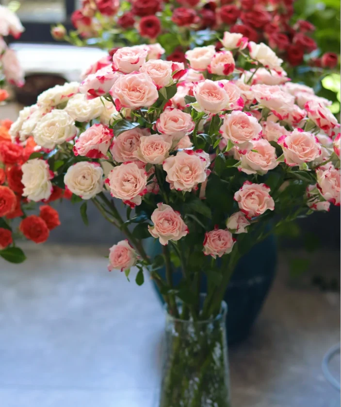 【折射多头玫瑰】折射泡泡多头玫瑰 夏天家居鲜花